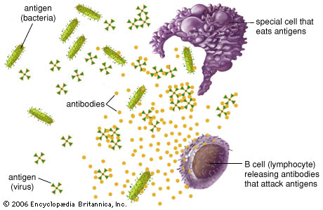 fungsi-dan-cara-kerja-limfosit-di-dalam-tubuh-review-reishi-sel-B